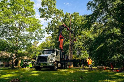  alt='Professional and very customer sensitive. I enjoyed watching how the took down my trees and the use of the equipment'