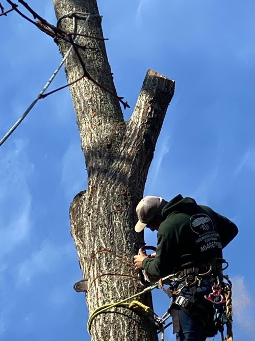  alt='Reyes Tree Service was amazing. Great customer service. They quickly responded back to my request and visit the site within'