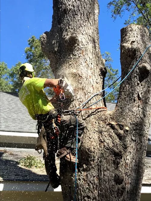 The arborist, Richard listen to our concerns and made excellent recommendations on how to deal with several ornamental