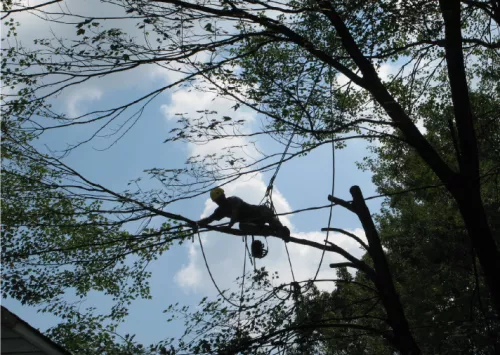 The BEST arborists out there! Friendly, fast, kind with fair pricing