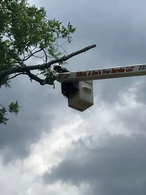 Neel And Sons Tree Service has cut down trees for my mother-in-law and my mother in Thomasville Georgia