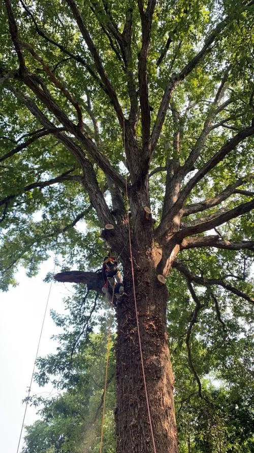 100" water oak, damaged and dangerous, near the house. Red Oak came immediately and took care of the problem with two crews