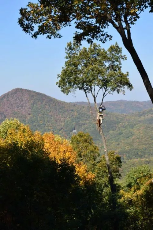 Fantastic job! We had a very large hickory tree that needed to be taken down