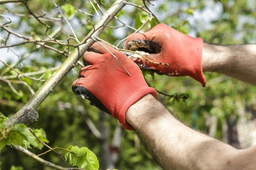  alt='I recently used Lawrenceville Tree Services to take care of some tree removal on my property'