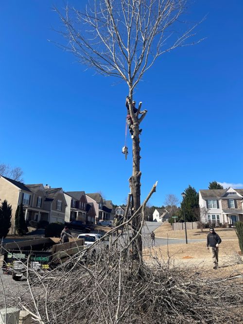  alt='I will 100% Recommend this TreeService Company they cut down 10 tree they did a great job did not break anything and great'