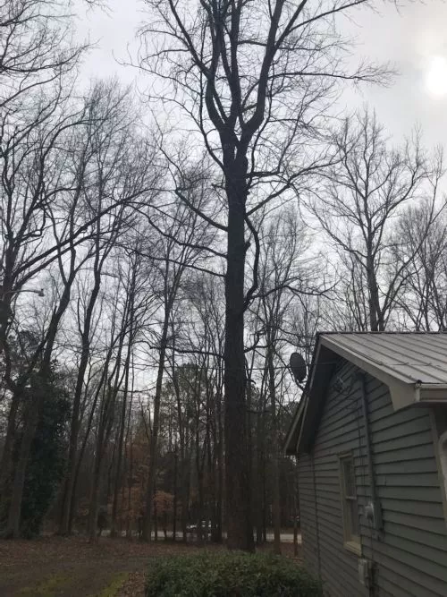 I highly recommend this tree service. We had four very large, dead trees that had to be removed in pretty tight areas and