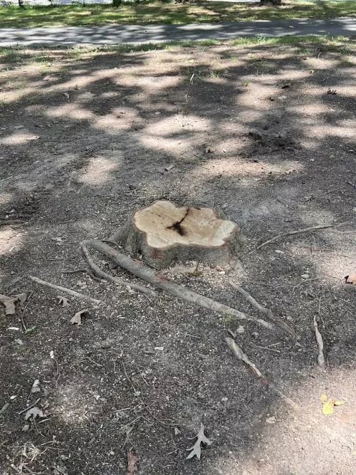 Highly recommend Southern Roots Stump Grinding. Quick response from point of contact to getting our 7 stumps gone which is