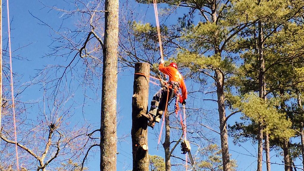  alt='They did a tremendous job! They were able to cut down the tree around some obstacles and ahead of schedule'