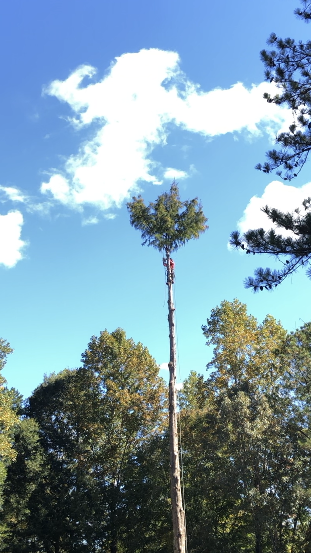  alt='Shook’s North Georgia Tree Care is the only tree service I would recommend'