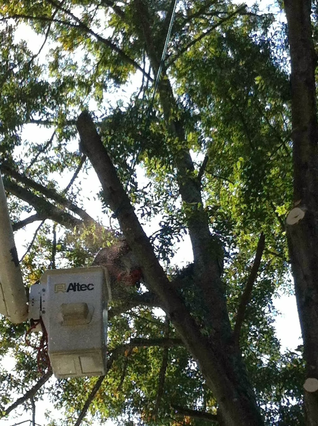  alt='Bryan and his crew did a great job! He got to me in a timely manner to ease my mind on a tree leaning on my house'