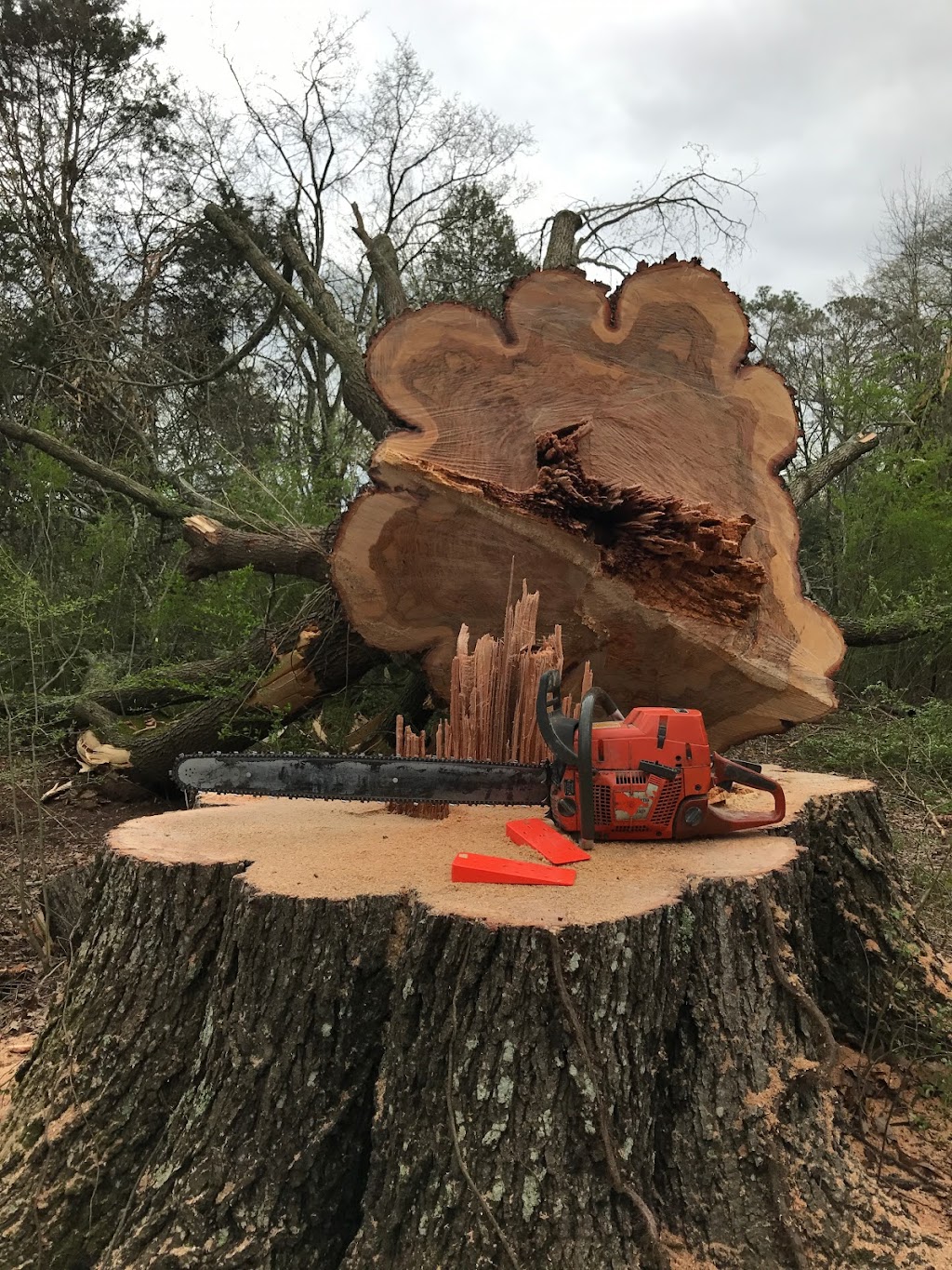 Bryan does great work at a very fair price. He removed a tree, ground up stumps, and removed a ton of brush and cleaned up