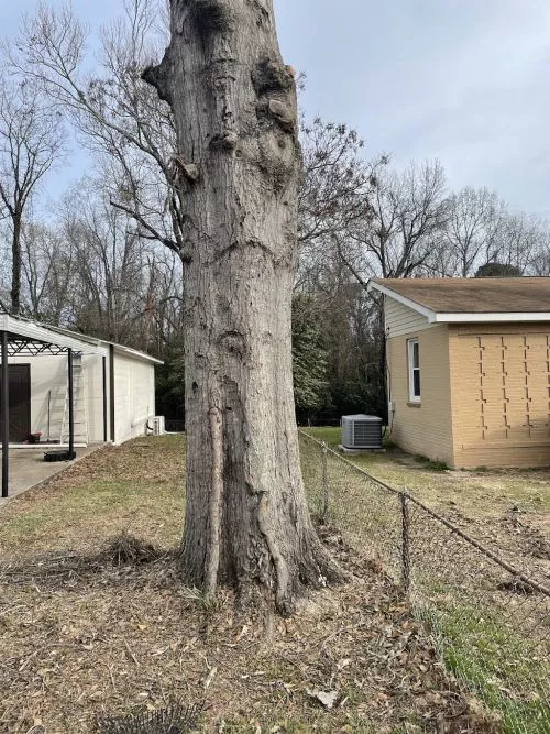 Not only did they remove and trim back a lot of tree, after they were done the yard was cleaner than before they