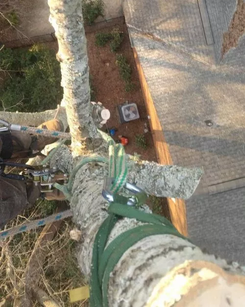 Russell did a great job of trimming broken branches and clearing vines off the entrance pillars