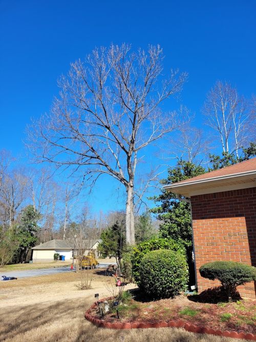  alt='Two large trees were removed and they cleaned up after. Excellent job !'