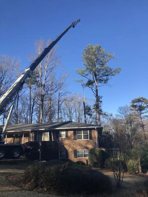 Our family has known Craig and had him help us with lots of different tree issues over the past 30 years