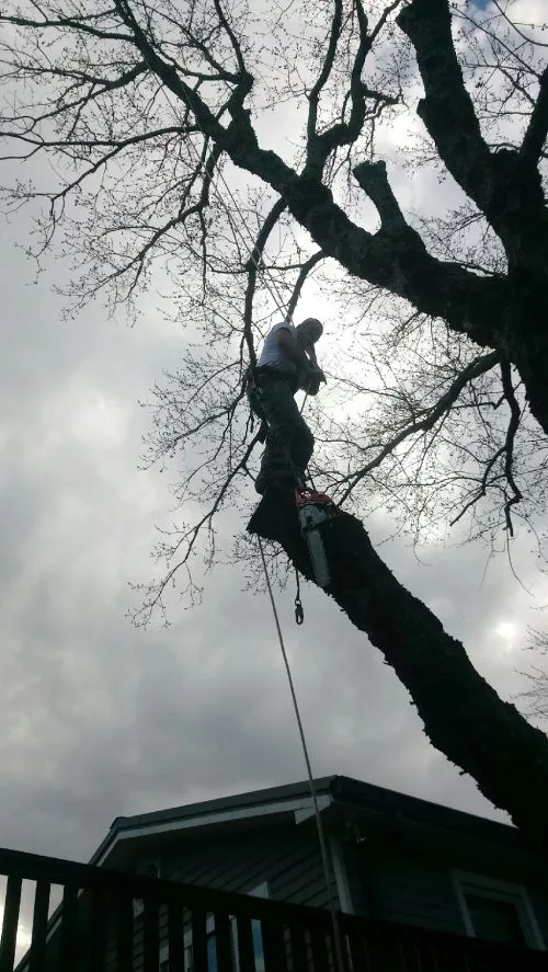 Had a great experience with the Paul Bunyan tree service… they were polite, very hard working and did an excellent job