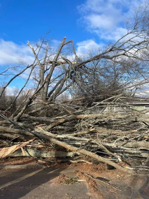 Took down 2 trees over my house and fence in a single day. Grinded the stumps and cleaned up the mess all at an affordable