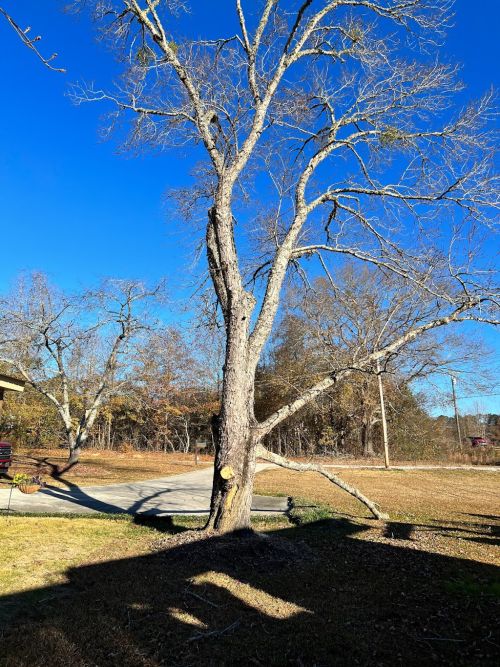  alt='Clint and his crew were able to help me get a property back in order that suffered severe tree damage from a tornado'