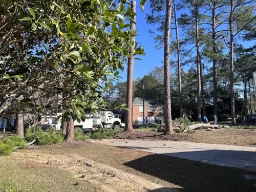 If you’ve been on the fence about removing trees around your home, just do it