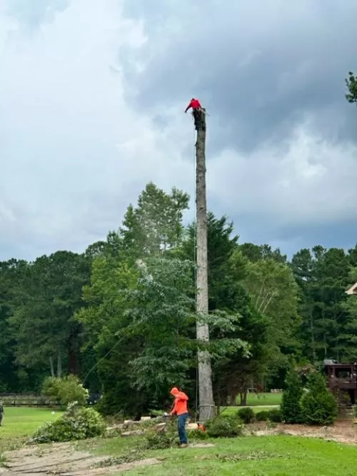 Rhino’s Tree Service did a great job at our home. Extremely hard working crew, very focused and professional