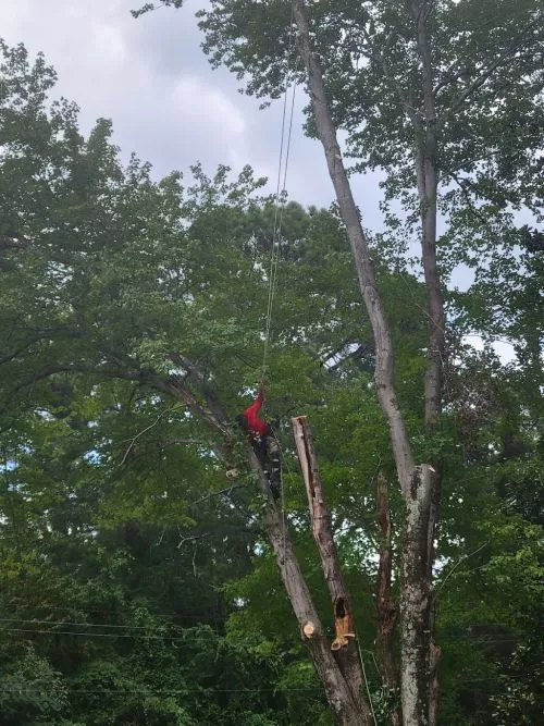 Just cut down 9 HUGE trees in my backyard that were too close to both my house and my neighbor"s house; with every bad