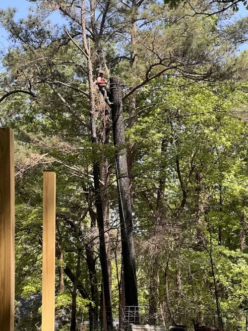 Rhino"s Tree Experts removed two trees and trimmed others that were close to the house