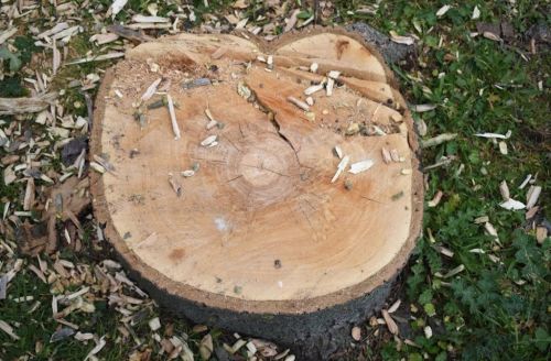  alt='Hampton Tree Removal & Stump Grinding recommended that I contact my aunt, as I had 2 trees high above my yard'