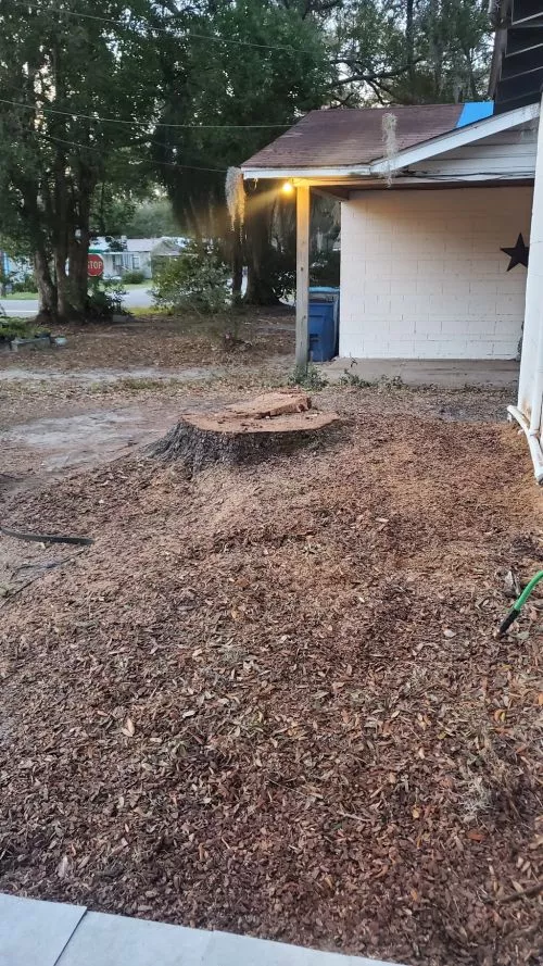 We had a big palm tree’s trunk crack in a wind storm on a Sunday morning