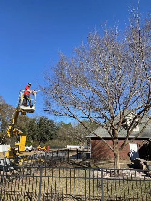 This company is actually doing something right in this town. We had a couple trees cut down by another company a few years