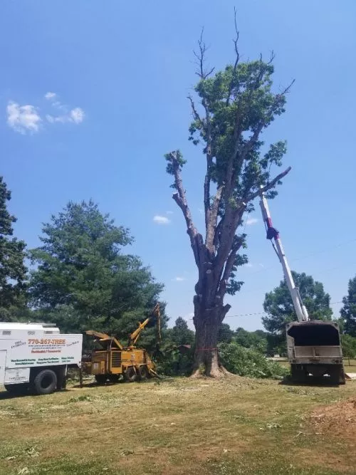 We are so impressed with Premier Tree & Shrub. We had a very small job - only two brush piles to be removed