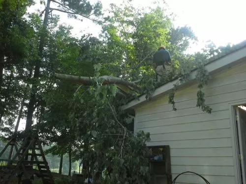 We recently had a tree trimming experience with Bartlett tree experts on 4/18. Five star experience from start to finish