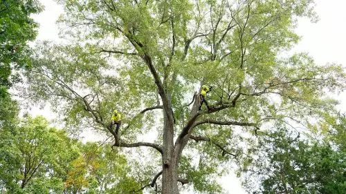 We had the most Amazing experience with Bartlett Tree Expert"s crew this morning