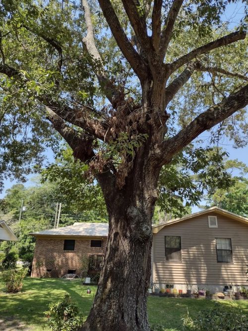  alt='Contacted Phillip later one afternoon to inquire about the removal of three huge pecan trees'