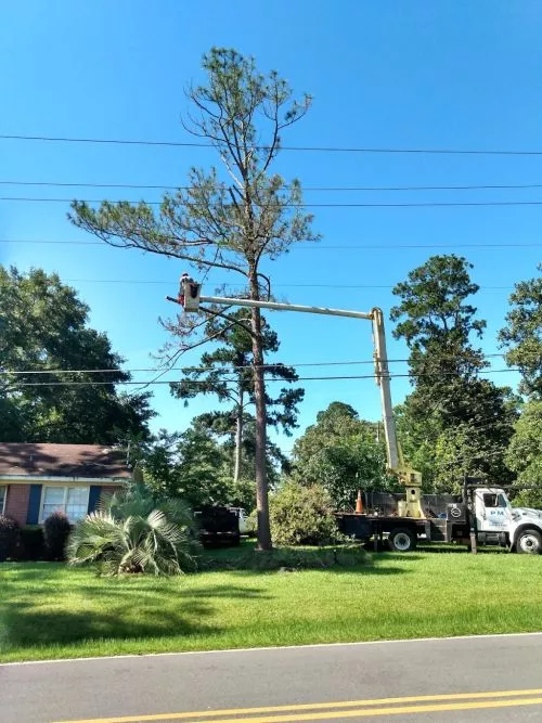 Contacted Phillip later one afternoon to inquire about the removal of three huge pecan trees