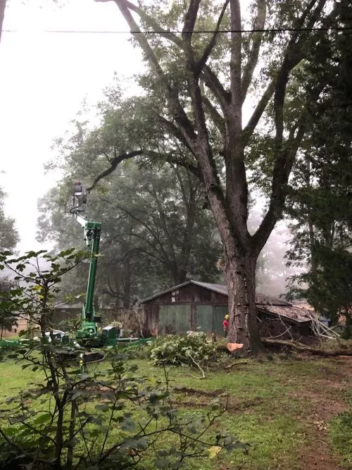 These guys are GREAT! A huge pecan tree next to my house that has been there for 100 years was dying and needed to come