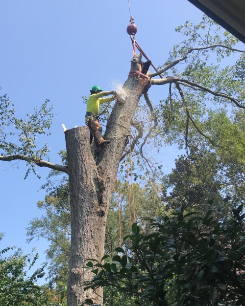  alt='We were so relieved that Southern Scapes Tree Experts were available to tackle our 9 large pine trees that were rotting due'