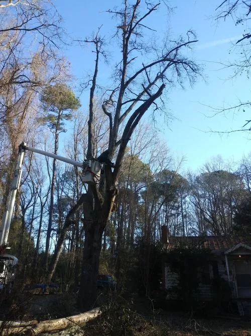 They were so professional, efficient and quick! It was an amazing site to watch them take down a massive oak tree right