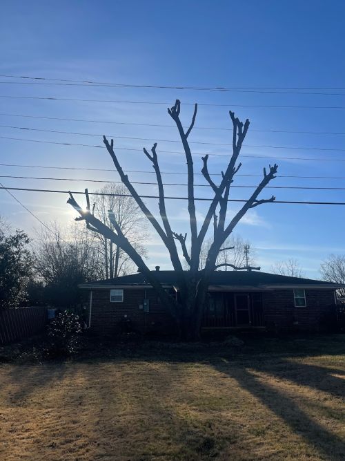  alt='Rod and his crew cut down 2 large trees in our backyard, they were very reasonably priced very professional'