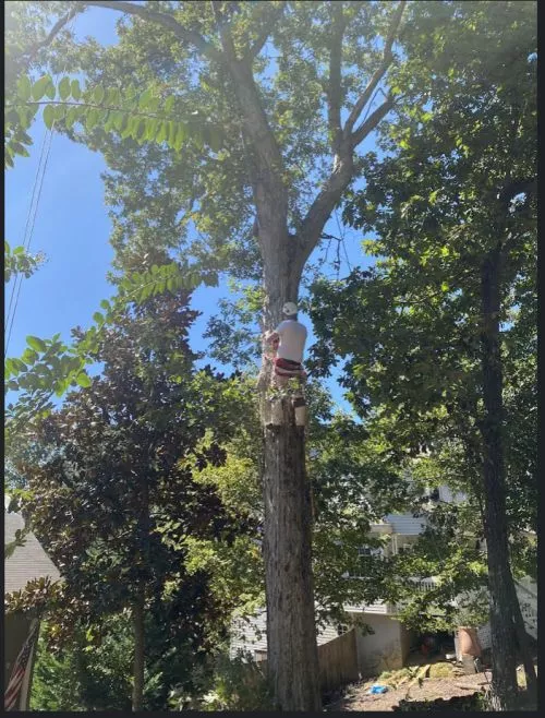 I recently had the pleasure of hiring Treeworks for some work in my backyard, and I couldn"t be more pleased with their