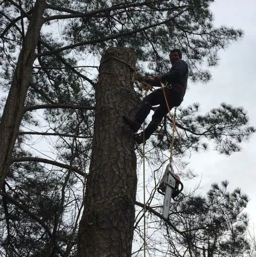 Great tree services