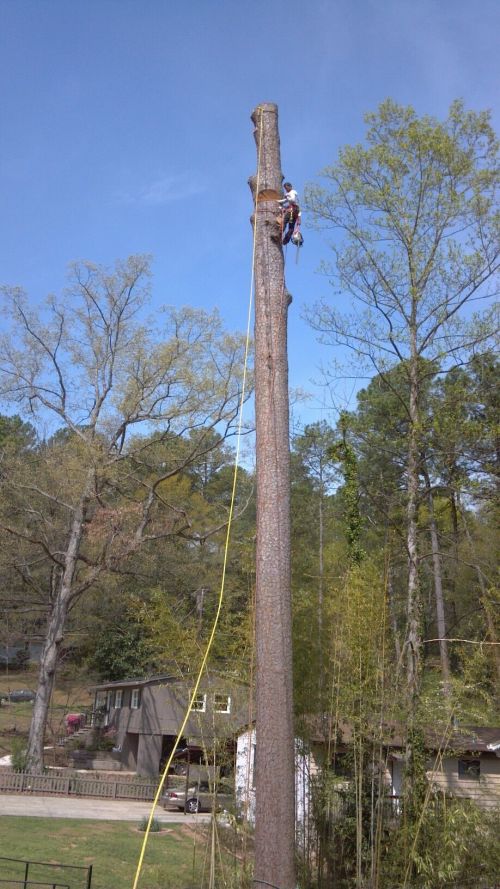  alt='Great tree services'