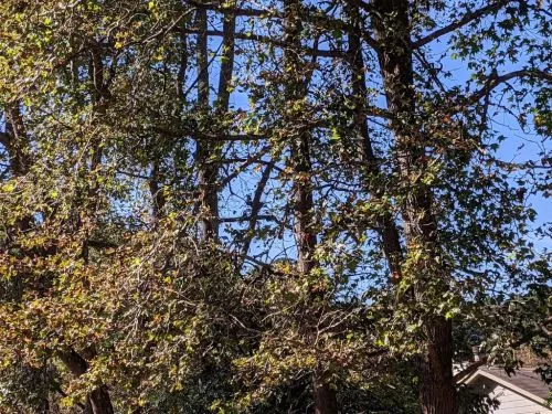 Phoenix cut down a large tree in our yard that was threatening our power supply line