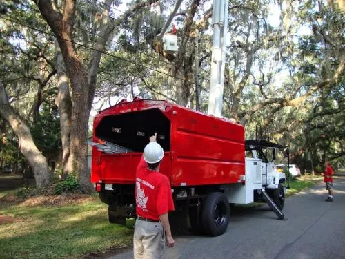 I can’t say enough what a fantastic job Almighty Tree Service did for us