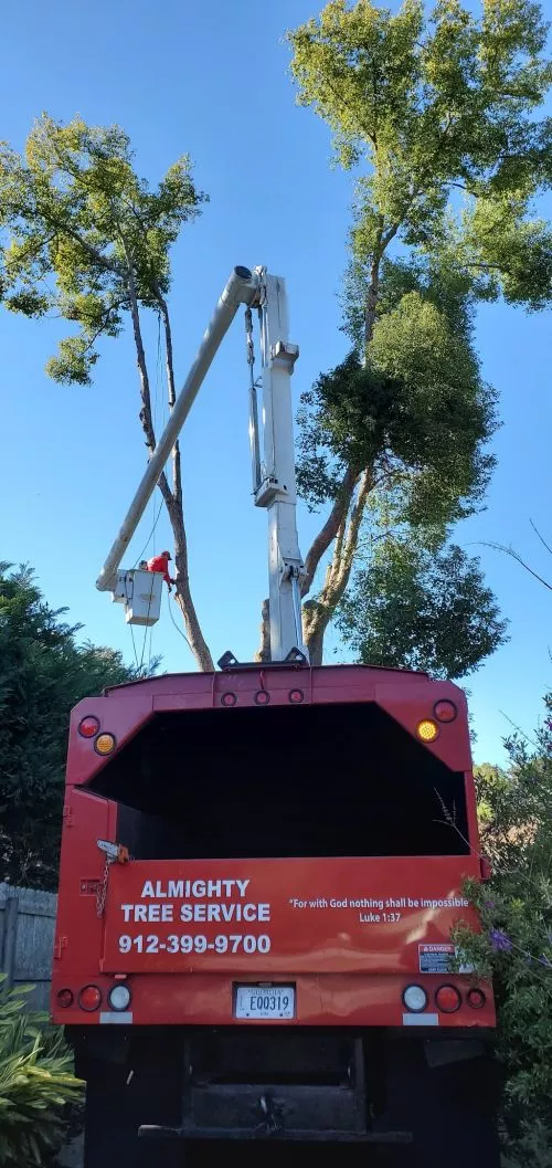 Almighty Tree Service did a phenomenal job removing four large water oaks from our backyard