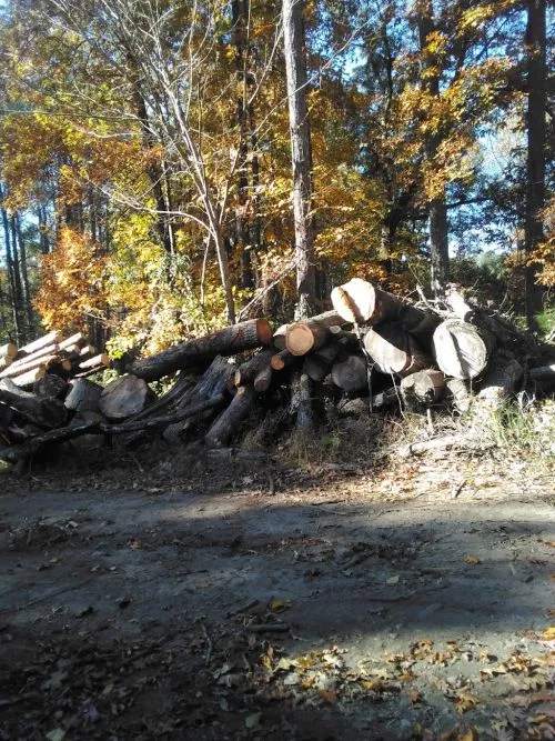 Well, I wanted to like this company. They did a great job trimming and cutting down a tree that was hanging over and