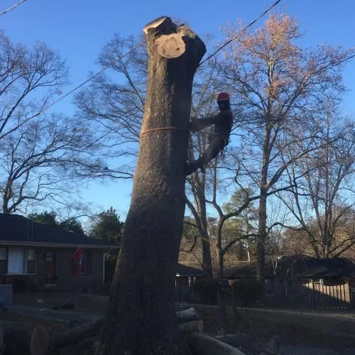 Did a wonderful job with removing my 2 trees on the side of my house