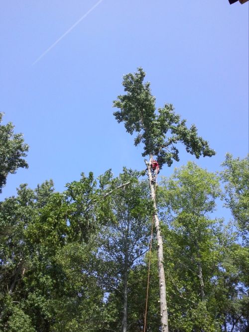  alt='Received a quote for $5000 on cutting down 7 trees and removal, when the day came to do the job, he increased quote to'