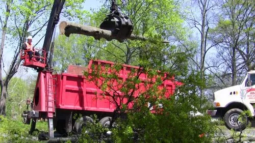 We have been using Tree Crews for the past 12 years for tree removal