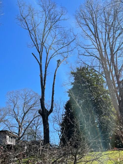 I have used Tree Crews for close to 15 years. They have safely and professionally removed dangerous dead limbs, as well as,