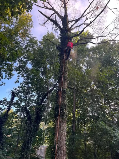 THE TREE SERVICE WAS COMPETIVE PRICED AND WAS ON TIME AND GOOD CLEANUP AFTER JOB 